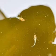 ラメmixメダカ7匹(決まり