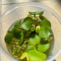 水草