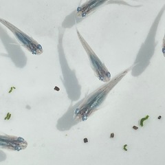 セール　深海　メダカ　10匹