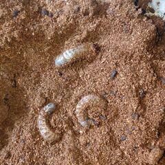 国産カブトムシ幼虫 10匹
