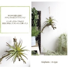 エアプランツハンギング A-type ティランジア フェイクグリーン 人工観葉植物 造花 インテリア CT触媒 葉っぱ 吊り下げ 垂らす ボリューミー ディスプレイ 装飾 オリジナル リアルの画像