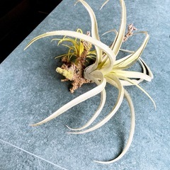 エアプランツハンギング A-type ティランジア フェイクグリーン 人工観葉植物 造花 インテリア CT触媒 葉っぱ 吊り下げ 垂らす ボリューミー ディスプレイ 装飾 オリジナル リアルの画像