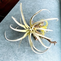 エアプランツハンギング A-type ティランジア フェイクグリーン 人工観葉植物 造花 インテリア CT触媒 葉っぱ 吊り下げ 垂らす ボリューミー ディスプレイ 装飾 オリジナル リアルの画像