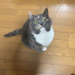 譲渡決定しています   雑種 猫 メス