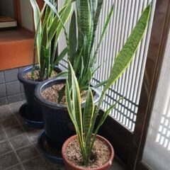 観葉植物 / トラノオ / サンスベリア / 鉢植え / インテリア