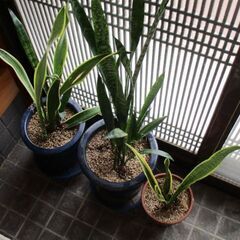 観葉植物 / トラノオ / サンスベリア / 鉢植え / インテリアの画像