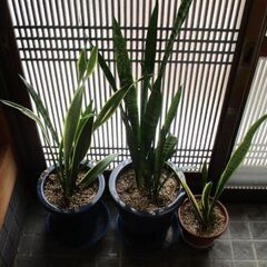 観葉植物 / トラノオ / サンスベリア / 鉢植え / インテリアの画像