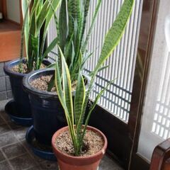 観葉植物 / トラノオ / サンスベリア / 鉢植え / インテリアの画像