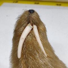 1008-143 セイウチの画像