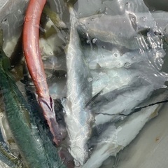 🎣釣り友募集します🎣