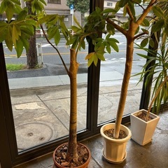 観葉植物いろいろ差し上げます