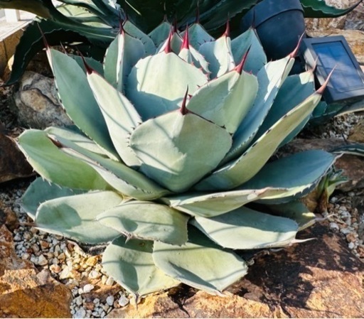 パリー　トランカータ