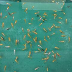 20匹 らんちゅう（金魚）の画像