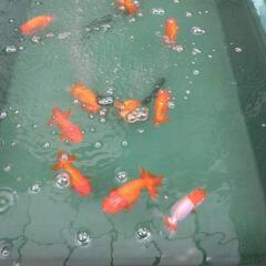 20匹 らんちゅう（金魚）の画像