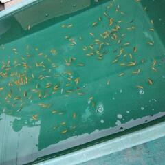 20匹 らんちゅう（金魚）の画像