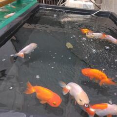20匹 らんちゅう（金魚）の画像