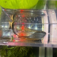 ブッシープレコ　ロングフィンタイプ　若魚の画像