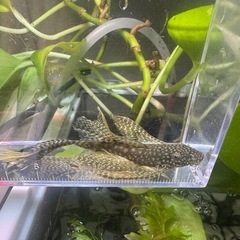 ブッシープレコ　ロングフィンタイプ　若魚