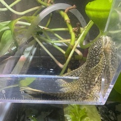ブッシープレコ　ロングフィンタイプ　若魚の画像