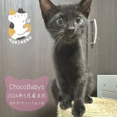 10/13日曜日　譲渡会in川崎市動物愛護センター　子猫から大人猫まで