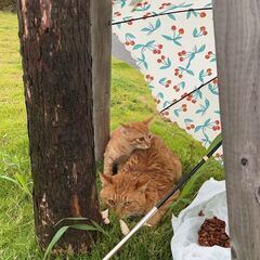 生後7ヶ月位　津福公園に3日間も動けず親子で寄り添っていた茶トラ...