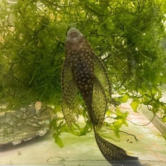 ブッシープレコ　ロングフィンタイプ　若魚の画像