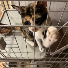 推定6ヶ月のミケ猫 - 猫