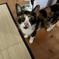 推定6ヶ月のミケ猫 - つくば市