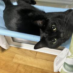 黒猫ちゃんの里親募集