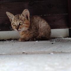 再度募集！！可愛い野良の子猫ちゃん♥️※無料でお渡しします。