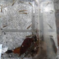この大きい魚は、何ですか？ - 教えて
