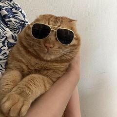 茶トラちゃん♂の里親募集 - 猫