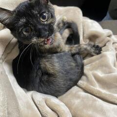 黒サビちゃん♀の里親募集