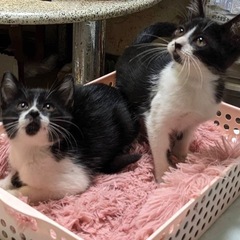 生後3ヶ月 姉妹