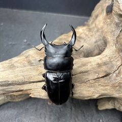 🌟オオクワガタ余品売ります🌟の画像