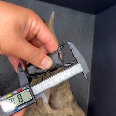 🌟オオクワガタ余品売ります🌟の画像