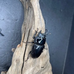 🌟オオクワガタ余品売ります🌟の画像