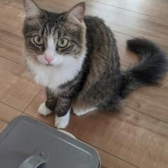 【里親さん募集中】   1歳✨ハチワレ猫ちゃん