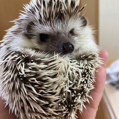 ハリネズミ　2024.4月8日生まれ　男の子　里親募集
