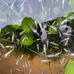 🐸メダカ𓆟紅白ラメ若魚𓆟お譲りします