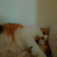 猫の乳癌手術について