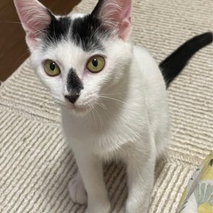 祝＊ずっとのおうちが決まりました♪8ヶ月の白黒男の子 すじこ