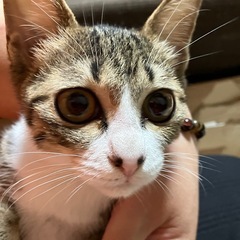 R6.4.11産まれ 飛び乗り猫