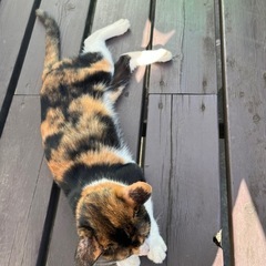 推定6ヶ月のミケ猫 - 里親募集