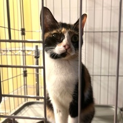 推定6ヶ月のミケ猫 − 茨城県