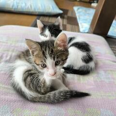 生後2ヶ月のメス猫ちゃんの里親募集中！