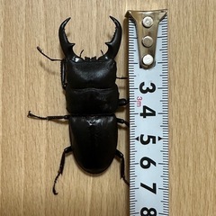 種子島産 ヒラタクワガタ
