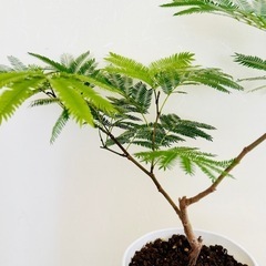 観葉植物　エバーフレッシュ　風水最高！の画像