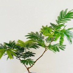 観葉植物　エバーフレッシュ　風水最高！の画像