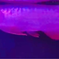 ミニミニ過背金龍GOLD 16センチ